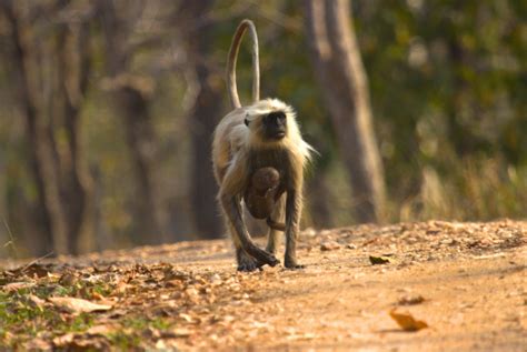 Monsoon Forest In Bandhavgarh Resorts In Bandhavgarh