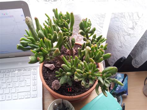L'on dit q'uil ne faut pas arroser trop un cactus c'est vrai et faux car en été il faut l'arroser beaucoup pour que les racines soit bien mouillet mais tous les 15 jours 1 mois. identification cactus et plantes grasses
