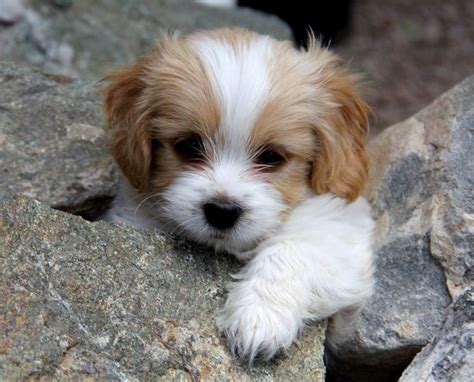 Read about their age, breed, and personality traits, and consider sponsoring dogs available for adoption. Cavachon Puppies For Adoption | Top Dog Information