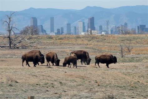 Rocky Mountain Arsenal National Wildlife Refuge Offers Free Wildlife