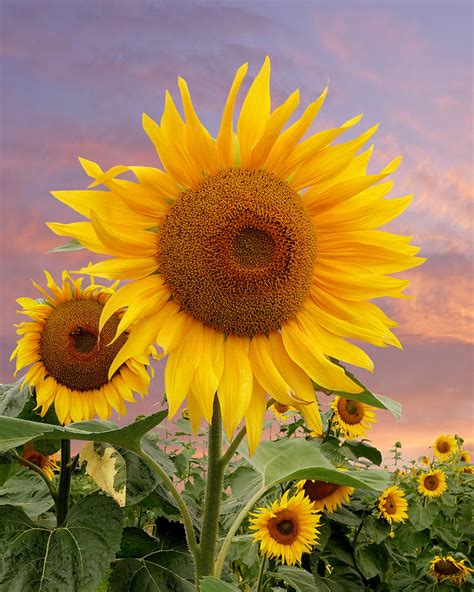 Download ocean of flowers sunflower sunset wallpaper. Sunflower Sunset Photograph by Gill Billington