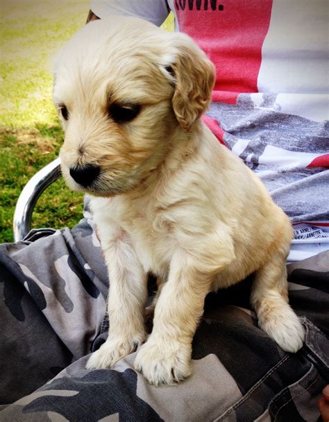 We got a black lab puppy this week, 8wks old. 4 week old golden doodle puppy | Goldendoodle puppy, Doodle puppy, Goldendoodle