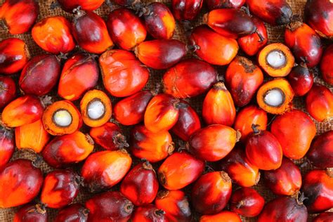 Information and translations of oil in the most comprehensive dictionary definitions resource on the web. Denpasa - Dendê do Pará S/A - Palm Oil