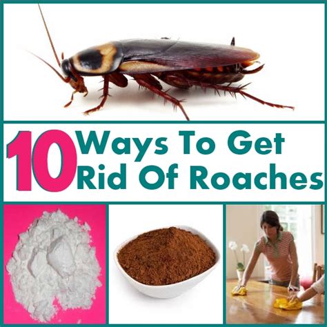 Use our homemade roach spray! 10 Ways To Simply Get Rid Of Roaches | DIY Home Things