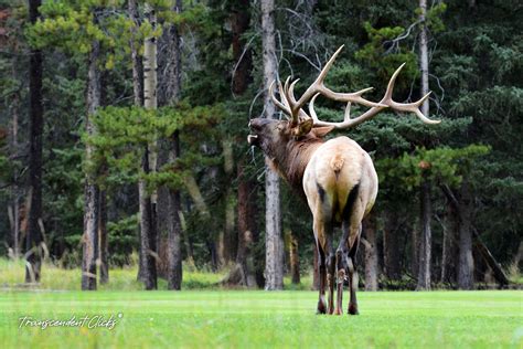 Elk Rut Season In Full Swing Transcendent Clicks Flickr