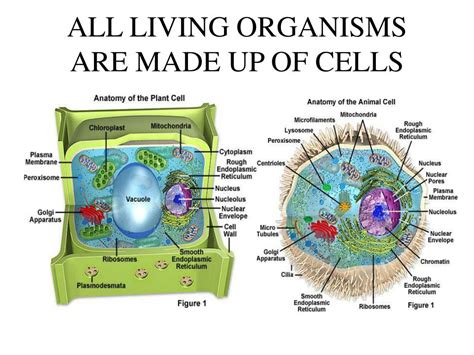 Ppt All Living Organisms Are Made Up Of Cells Powerpoint Presentation