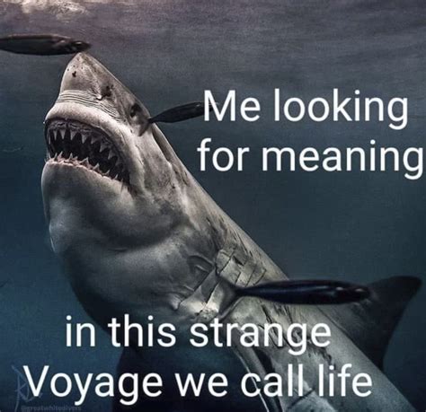 These Shark Memes Are In Honor Of Beloved Shark Week Happy Shark