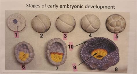 Stages Of Early Embryonic Development Diagram Quizlet