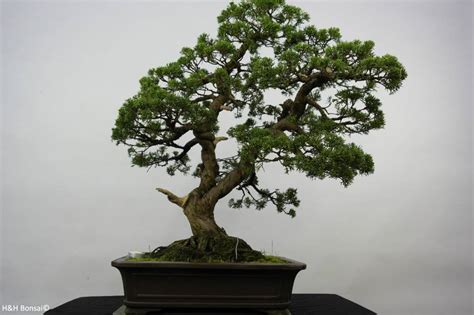 Check spelling or type a new query. Juniperus chinensis bonsai - du japon et des fleurs