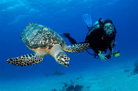 Scuba Diving Stuart Coves Bahamas Dive Shop And Tours