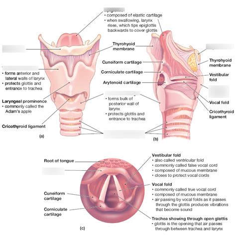 Structure Of The Larynx A Anterior View B Midsagittal View And C Superior View Diagram