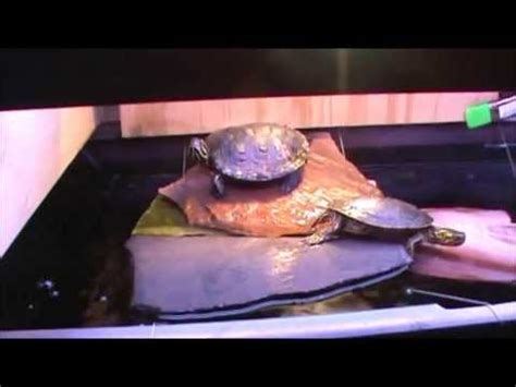Hopefully it'll give you potential buyers some more insight on whether. Custom Turtle Dock - YouTube