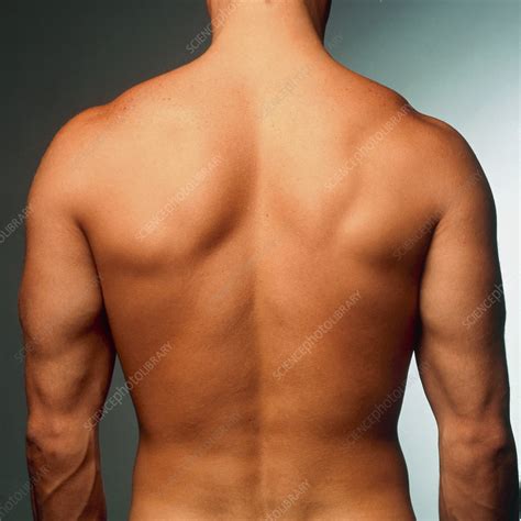 Naked Torso Back View Of An Athletic Young Man Stock
