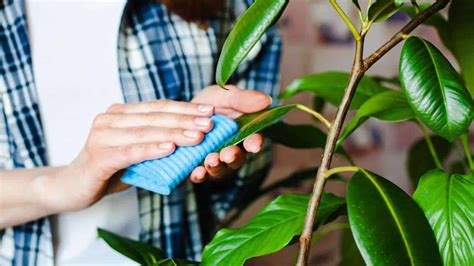 How To Plant Grow And Care For Ficus Tree Indoors Outdoors