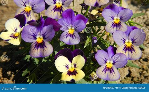 Flowers Background Pansies With Purplish Yellow Shades Of Colors On