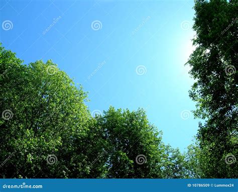 Trees And Sky Stock Image Image Of Photograph Shine 10786509