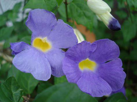 807 likes · 1 was here. Flowers from Jamaica....Montego Bay | Jamaica | Pinterest ...