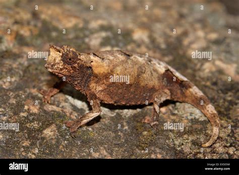 New Species Of Leaf Chameleon Brookesia Brunoi Andringitra National