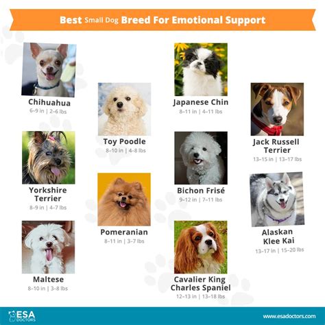 Best Small Dog Breeds For Emotional Support Esa Doctors