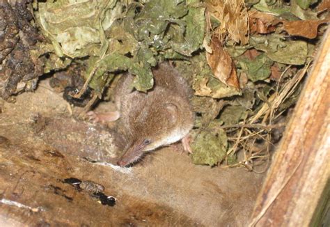 Pygmy Shrew Peoples Trust For Endangered Species