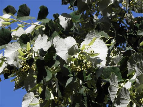 Tilia Tomentosa Moench Plants Of The World Online Kew Science