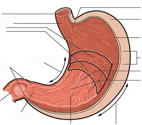 Stomach Anatomy Labeling