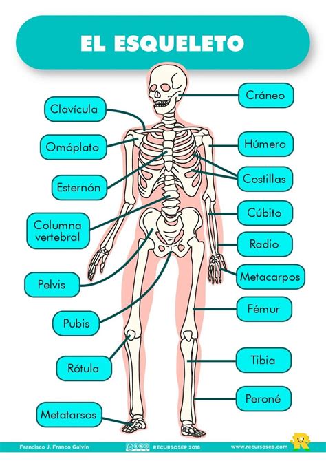 Los Huesos Del Cuerpo Humano