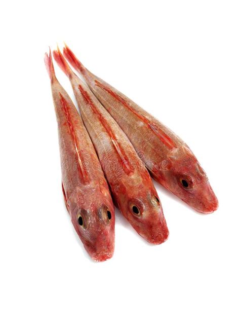 Red Gurnard Trigla Cuculus Fishes Against White Background Stock