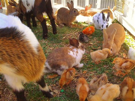 Visitors to the enclosure can see the animals, interact with them, and usually feed them as well. Petting Zoo - Happy Party Event Rentals