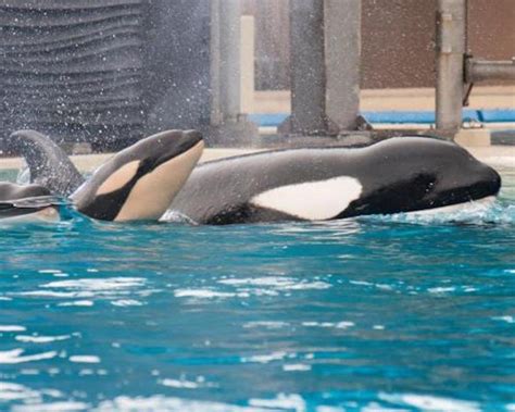 Orcas are highly intelligent, social mammals that have long been a part of marine park entertainment. Baby Killer Whale Born at SeaWorld San Diego!