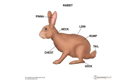 Anatomy Of Small Mammals Rabbit Anatomy Anatomystuff
