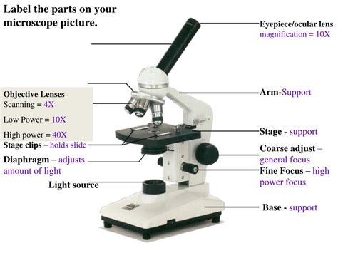 Ppt Label The Parts On Your Microscope Picture Powerpoint