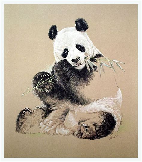 Panda Drawing Panda Art Panda Drawing Panda Sketch