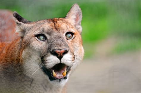 What To Do If A Mountain Lion Is Stalking You Lions In National Parks