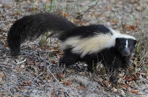 The Carnivores: The Most Fearless and Ferocious Animals