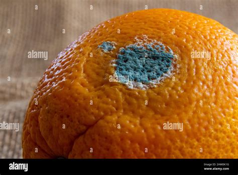 Moldy Orange Fruit Close Up Rotten Orange Concept Of Wasting Food