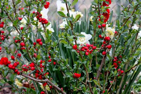 An excellent small tree that puts on the best possible show of flowers when planted in front of a dark background. Spring Flowers for Zone 7