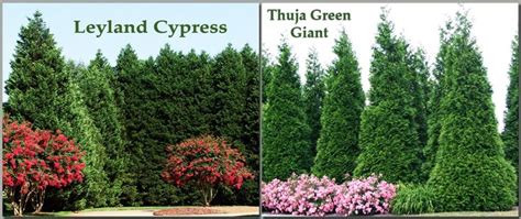 Thuja 'green giants' are an attractive tree that can be planted as a solitary plant, but are most commonly used to form the tree's rapid growth requires spacing of at least 10 feet apart from one another and a minimum of six to eight. Thuja VS Leyland - 3...2...1... FIGHT! | Thuja green giant ...