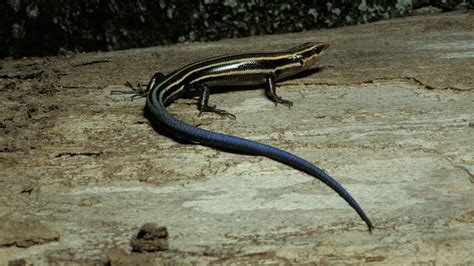Critter Of The Week Five Lined Skink