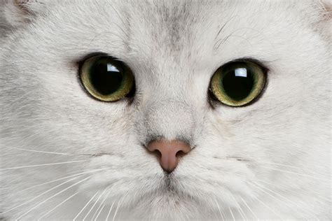 12 Most Popular British Shorthair Colors From Cinnamon To Lilac I
