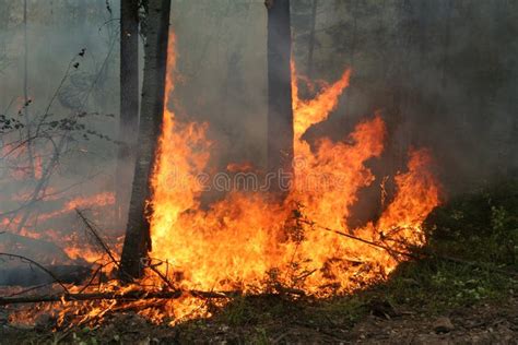 Forest Fire Stock Photos Image 1117353