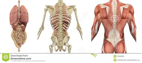 The breadth of the back is created by the shoulders at the top and the pelvis at the bottom. Anatomical Overlays Of The Torso - Backside Stock ...