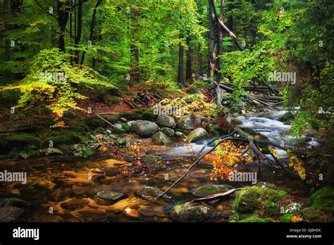 Stream With Fallen Tree In Autumn Forest Tranquil Scenery In The