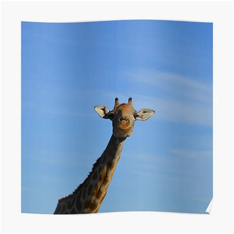 Curious Giraffe Poster For Sale By Mizzzi For You Redbubble