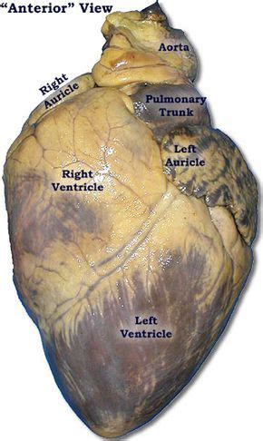 Multiple good visuals for pig heart dissection | Anatomia médica