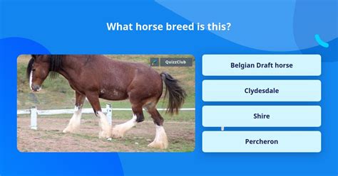 What Horse Breed Is This Trivia Questions Quizzclub