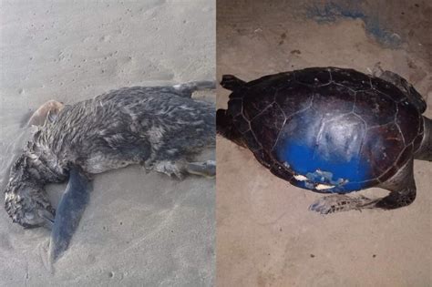 Animais marinhos estão sendo encontrados mortos com frequência na praia