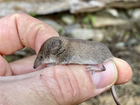 Why The Tiny Shrew Will Blow Your Mind Scenic Hudson