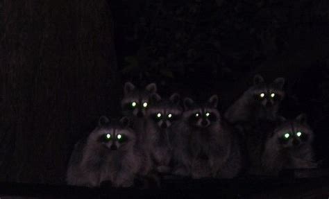 Raccoons At Night Animals Weird Animals Raccoon