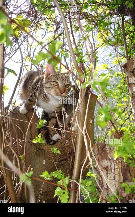 Cat Climbing Tree Hi Res Stock Photography And Images Alamy